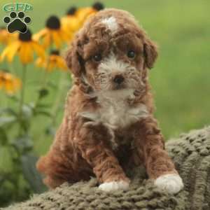 Willow, Toy Poodle Puppy